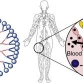 Graphical abstract showing relative sizes of blood and lymph cells