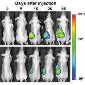 Figure 6. Effect of CYB5A expression on PDAC growth in vivo.