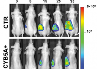 Figure 6. Effect of CYB5A expression on PDAC growth in vivo.