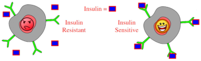 Figure 7: Insulin sensitivity in a nutshell