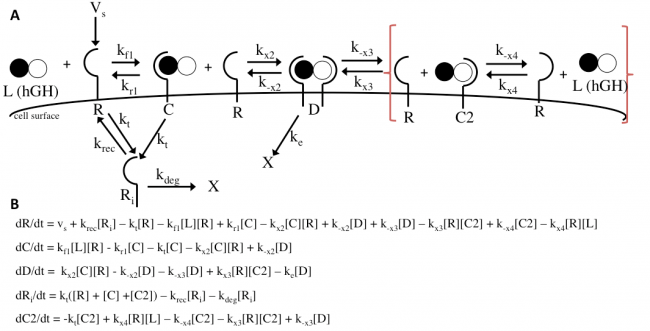 Figure 10: Modification of the Haugh Model.