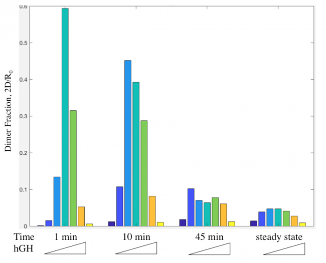 Figure 8: Receptor dimer formation at different at different time points and hGH concentrations.